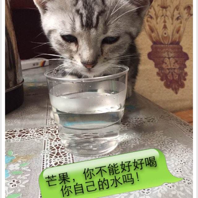 仿制假罗德岛大学文凭毕业证